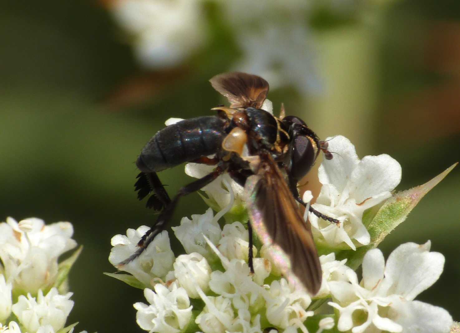 Trichopoda pennipes